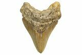 Fossil Megalodon Tooth - North Carolina #328441-1